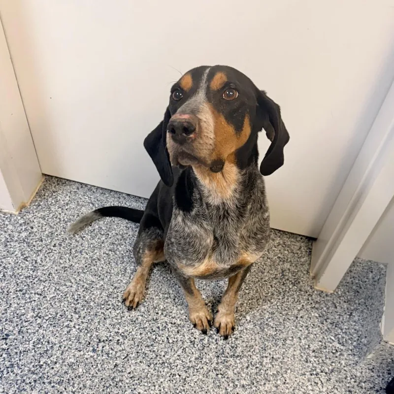 A senior medium-sized male Black Bluetick Coonhound dog named Remi for adoption in Great Falls, MT