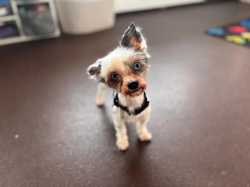 A young medium-sized female Yorkshire Terrier dog named Beth for adoption in Port Jervis, NY