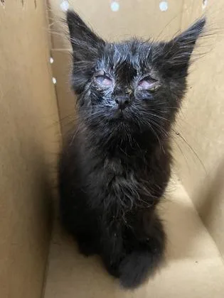 A baby small-sized male Domestic Long Hair cat named Nightwing for adoption in West Chester, PA