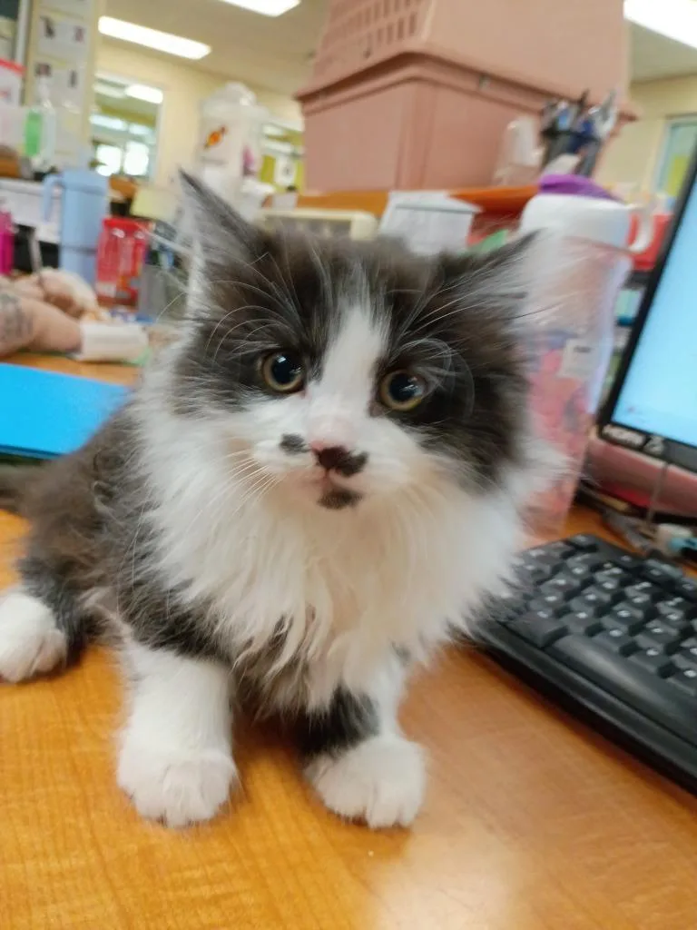 A baby medium-sized female Domestic Long Hair cat named Reyna for adoption in Hamilton, OH