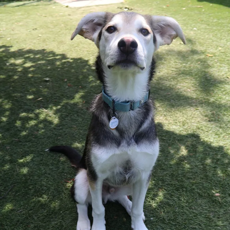 A young medium-sized male Black Mixed Breed dog named Elwood for adoption in Saint Charles, MO