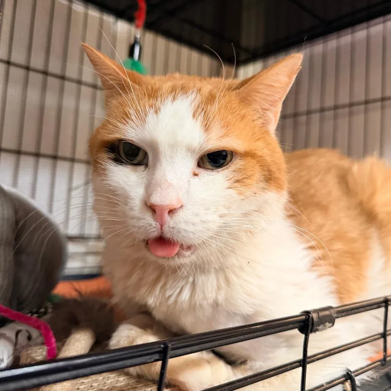 Thor Cuddles thumbnail 2