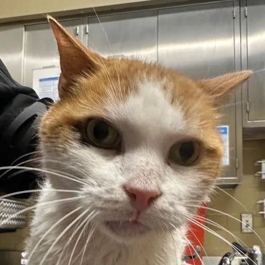 Thor Cuddles thumbnail 4