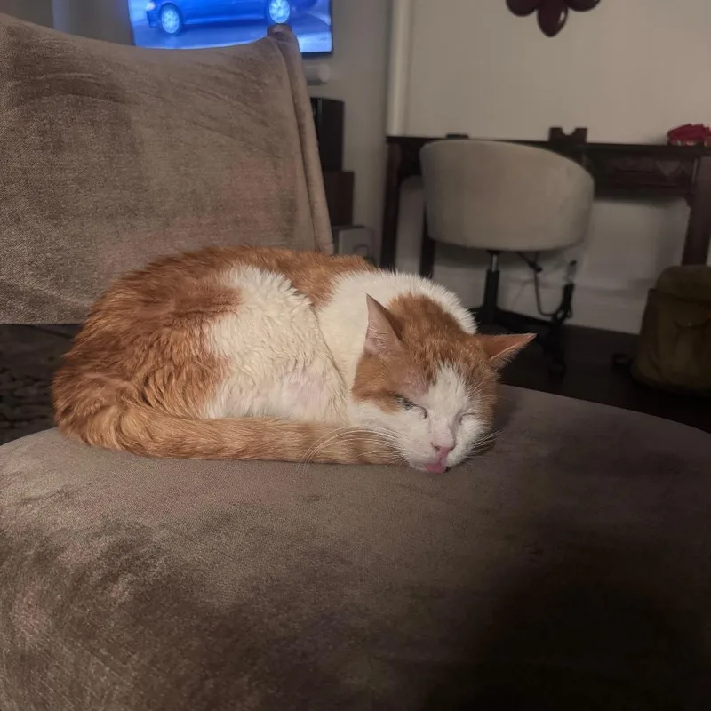 Thor Cuddles thumbnail 5