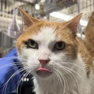 Thor Cuddles thumbnail 6