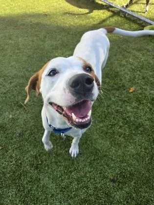 An adult medium-sized female Hound dog named Esmeralda for adoption in Savannah, GA