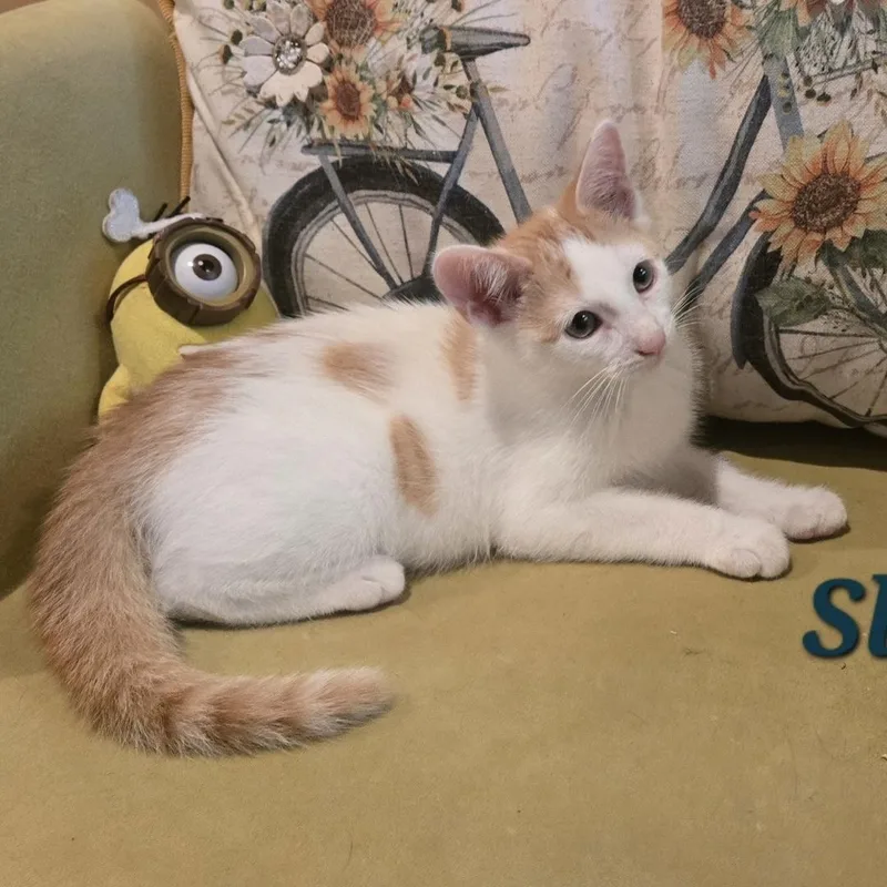 A baby small-sized male Orange & White Domestic Short Hair cat named Slate for adoption in Bentonville, AR
