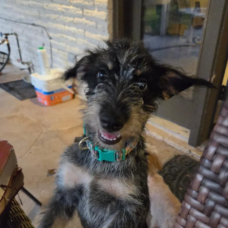 A baby small-sized male Black Schnauzer dog named Lucky for adoption in Houston, TX