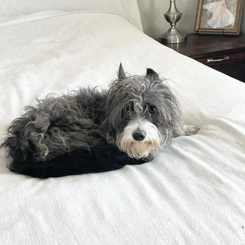 Snuggly Stanley thumbnail 2