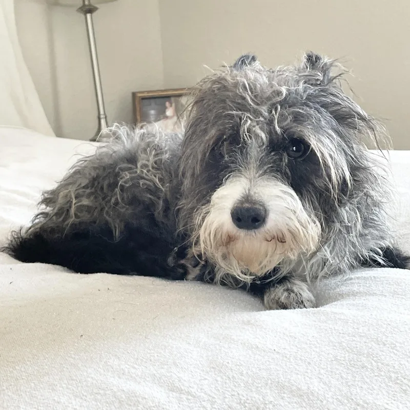 Snuggly Stanley thumbnail 3