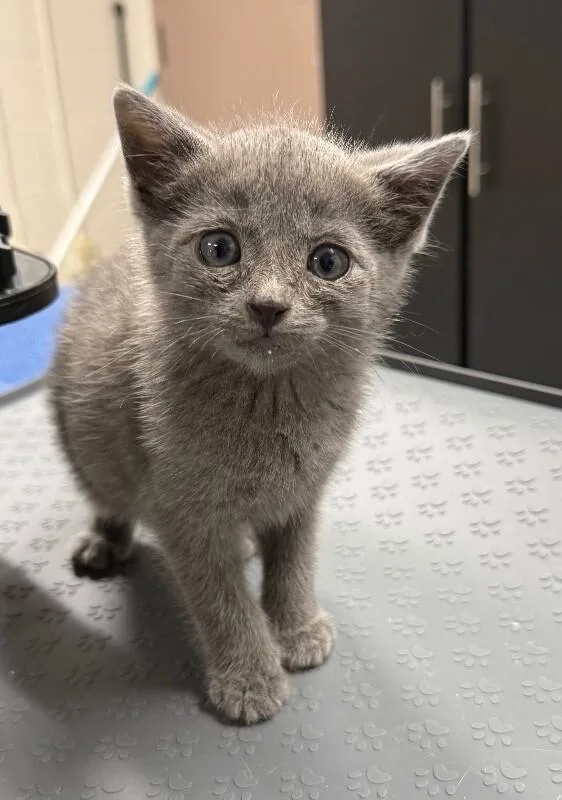 A young small-sized female Domestic Short Hair cat named Wanda for adoption in Yankton, SD