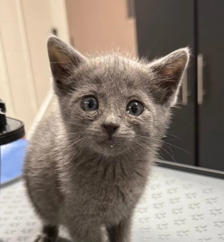 Wanda thumbnail 2