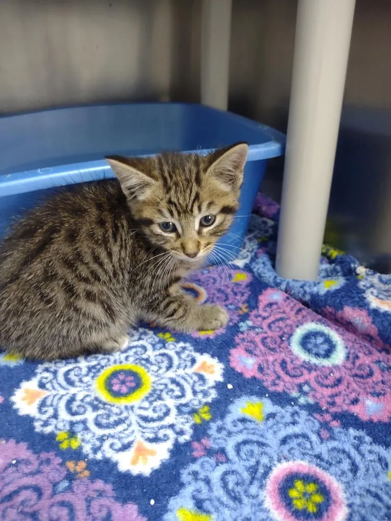 A baby small-sized male Domestic Short Hair cat named Merlin for adoption in Albion, NY