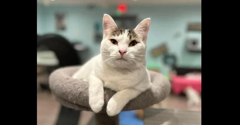 An adult medium-sized female Black & White / Tuxedo Domestic Short Hair cat named Barbie for adoption in New Cumberland, WV