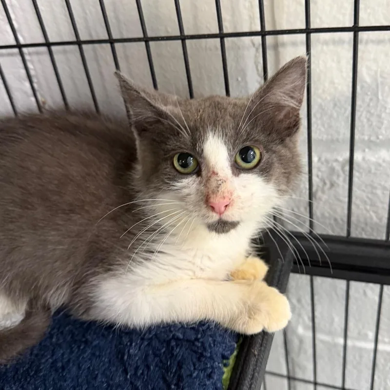 A baby small-sized male Domestic Short Hair cat named Thumper for adoption in Hampton Bays, NY