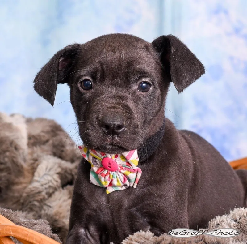 A baby large-sized female Labrador Retriever dog named Star for adoption in Pittsboro, NC