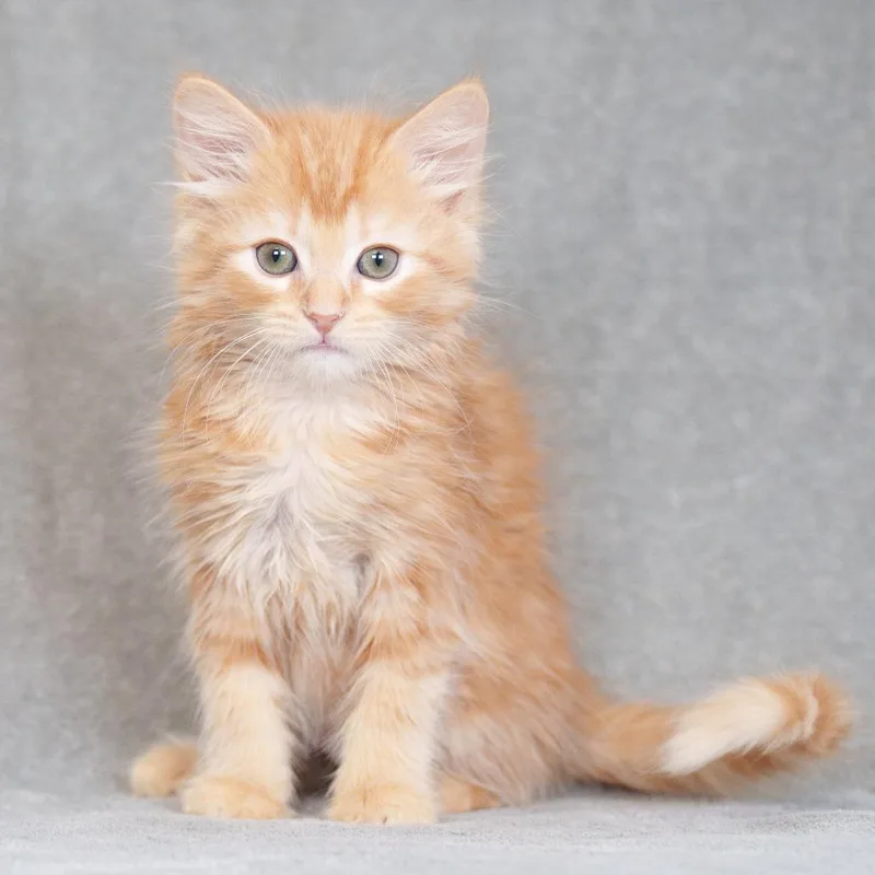 A baby small-sized male Orange / Red Domestic Medium Hair cat named Sunkist for adoption in Sunnyvale, CA