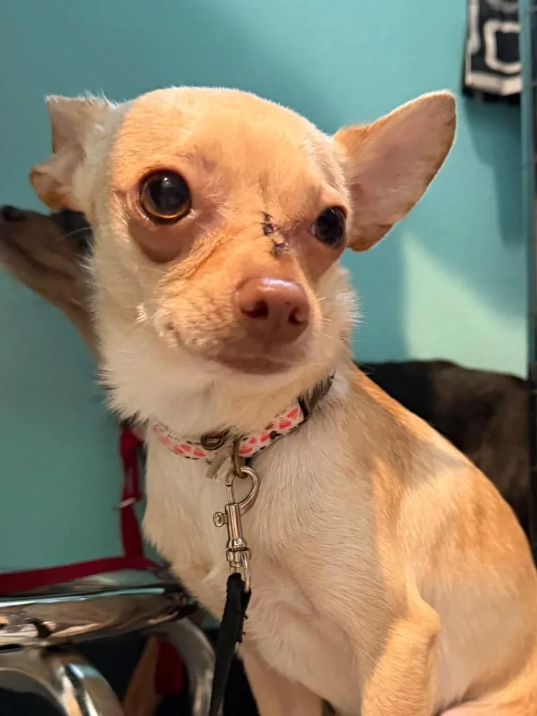 A young medium-sized male Mixed Breed dog named AD Snowboy for adoption in Ashland, WI