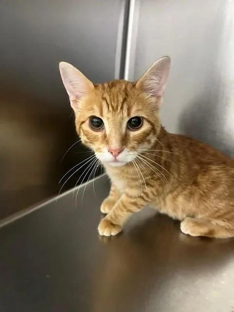 A baby small-sized male Domestic Short Hair cat named Bernie for adoption in Fayetteville, NC