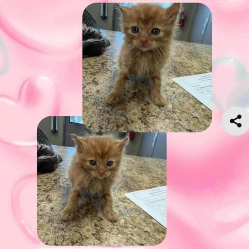 A baby small-sized male Orange / Red Domestic Medium Hair cat named Milo In Taneytown for adoption in Alexandria, VA