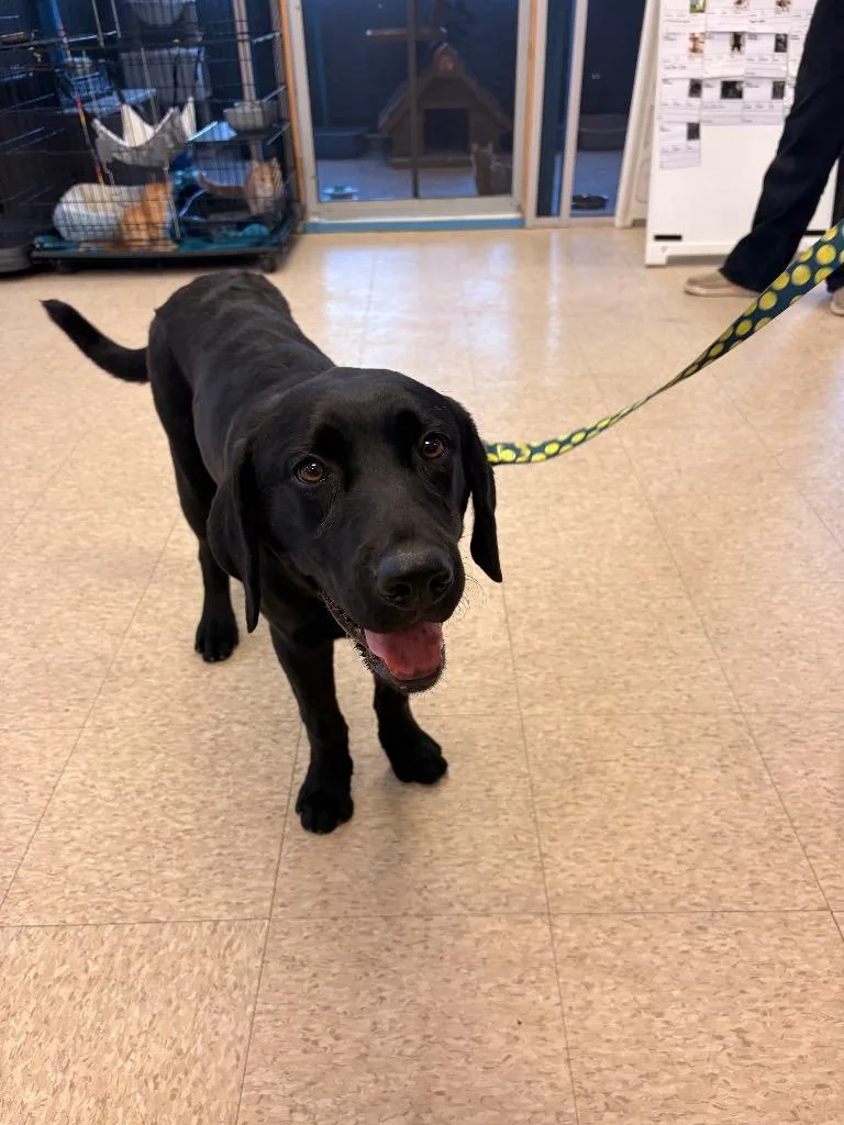 A baby medium-sized male Labrador Retriever dog named Georgie for adoption in Heber City, UT