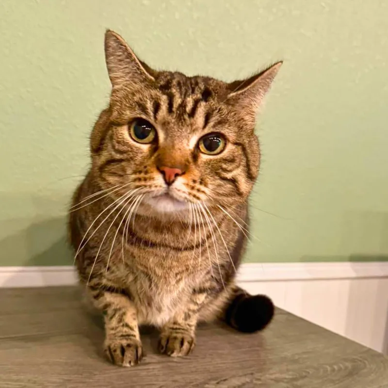 An adult small-sized female Brown / Chocolate Domestic Short Hair cat named Annie for adoption in Jefferson city, TN