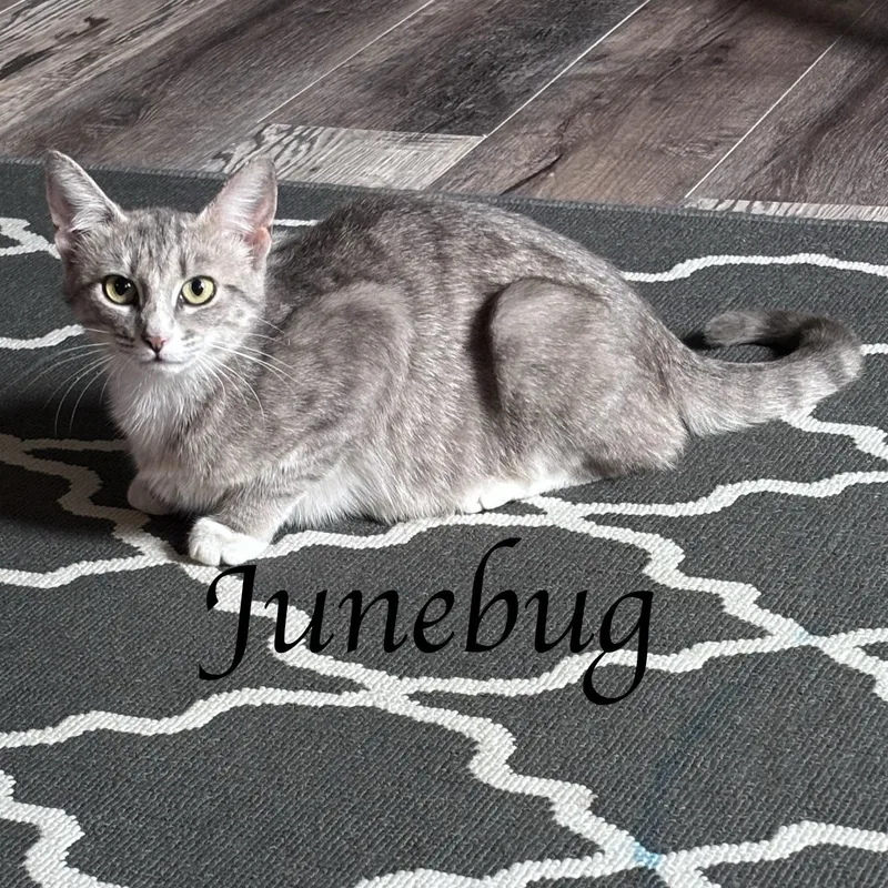 Mama Junebug thumbnail 2