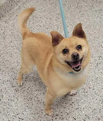 An adult small-sized male Yellow / Tan / Blond / Fawn Mixed Breed dog named Keeper for adoption in Kansas City, MO