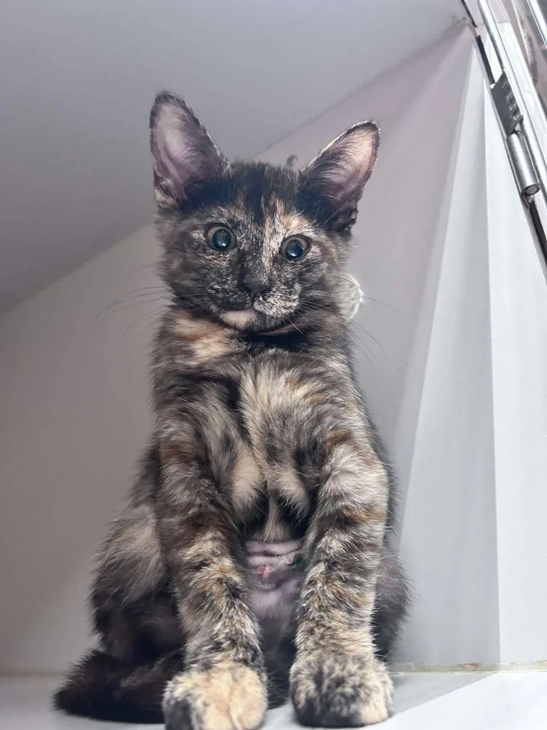A baby small-sized female Domestic Short Hair cat named Jolene for adoption in Sebastian, FL