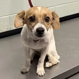 A young small-sized male Jack Russell Terrier dog named Donut for adoption in Red Bluff, CA
