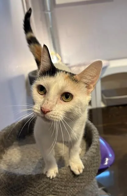 An adult medium-sized female Calico Domestic Short Hair cat named Jules for adoption in Little Falls, NJ