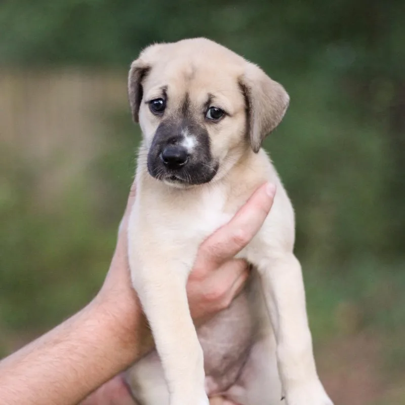 A baby medium-sized female Brown / Chocolate Mixed Breed dog named Scooter for adoption in Durham, NC