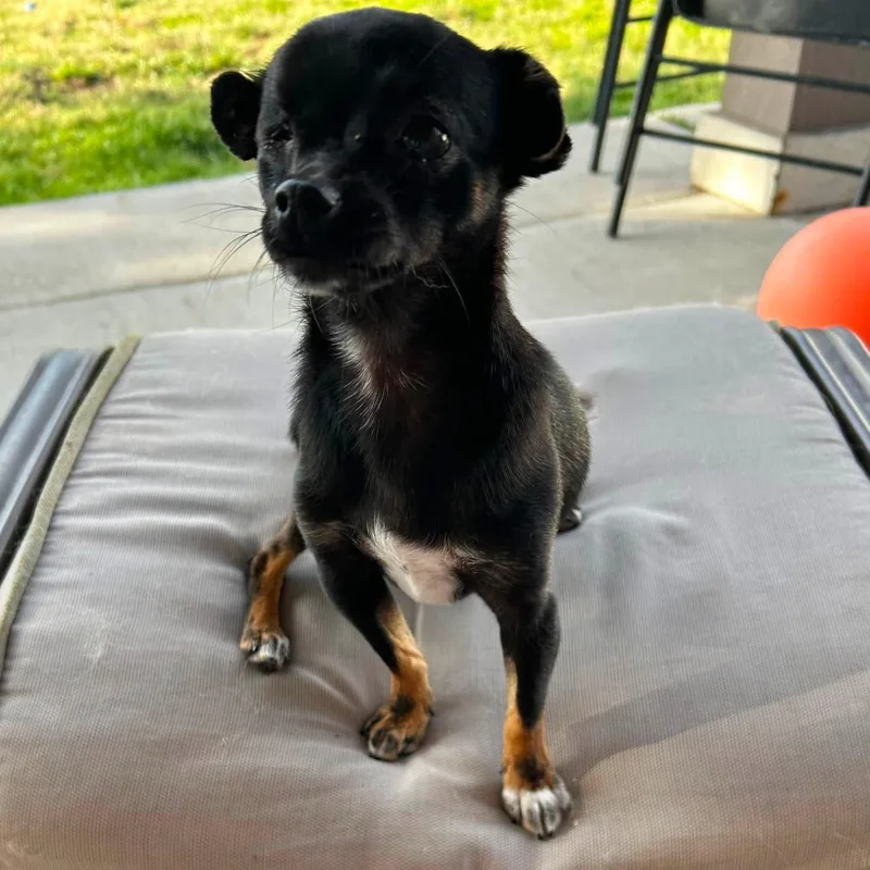 Tootsie