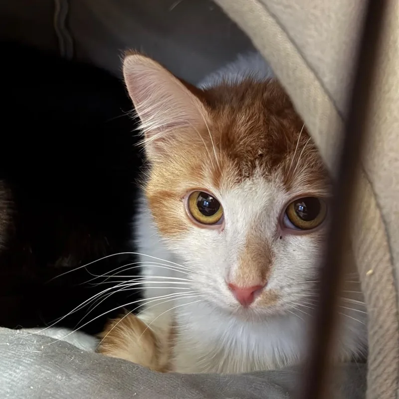 An adult small-sized female Orange / Red Domestic Short Hair cat named Andi for adoption in Johnstown, PA