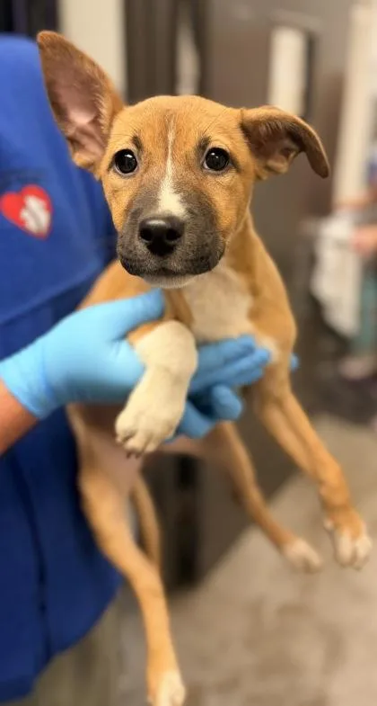 A young small-sized female Shepherd dog named Tumbler for adoption in Bowling Green, KY