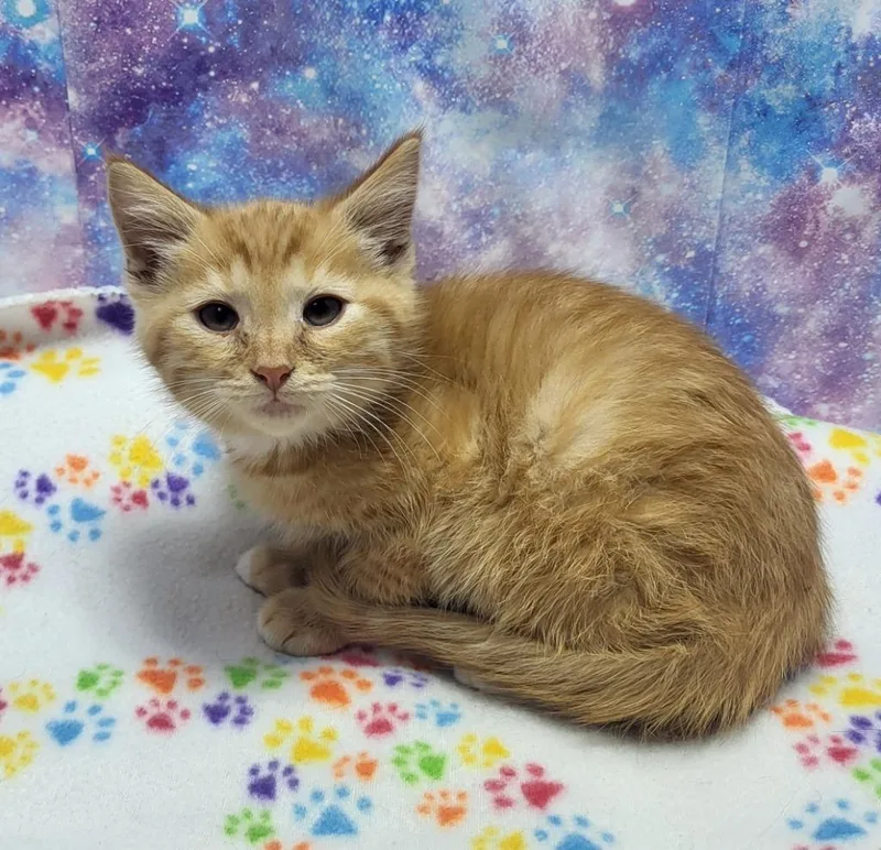 A baby small-sized male Domestic Short Hair cat named Lightning for adoption in Washington Court House, OH