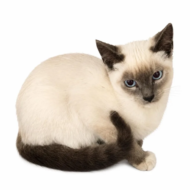 A baby medium-sized male Domestic Short Hair cat named Happy for adoption in Los Angeles, CA