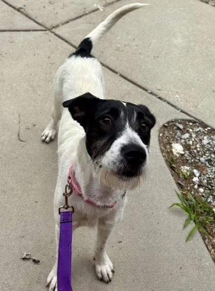 An adult medium-sized female Mixed Breed dog named Raya for adoption in West Chester, PA