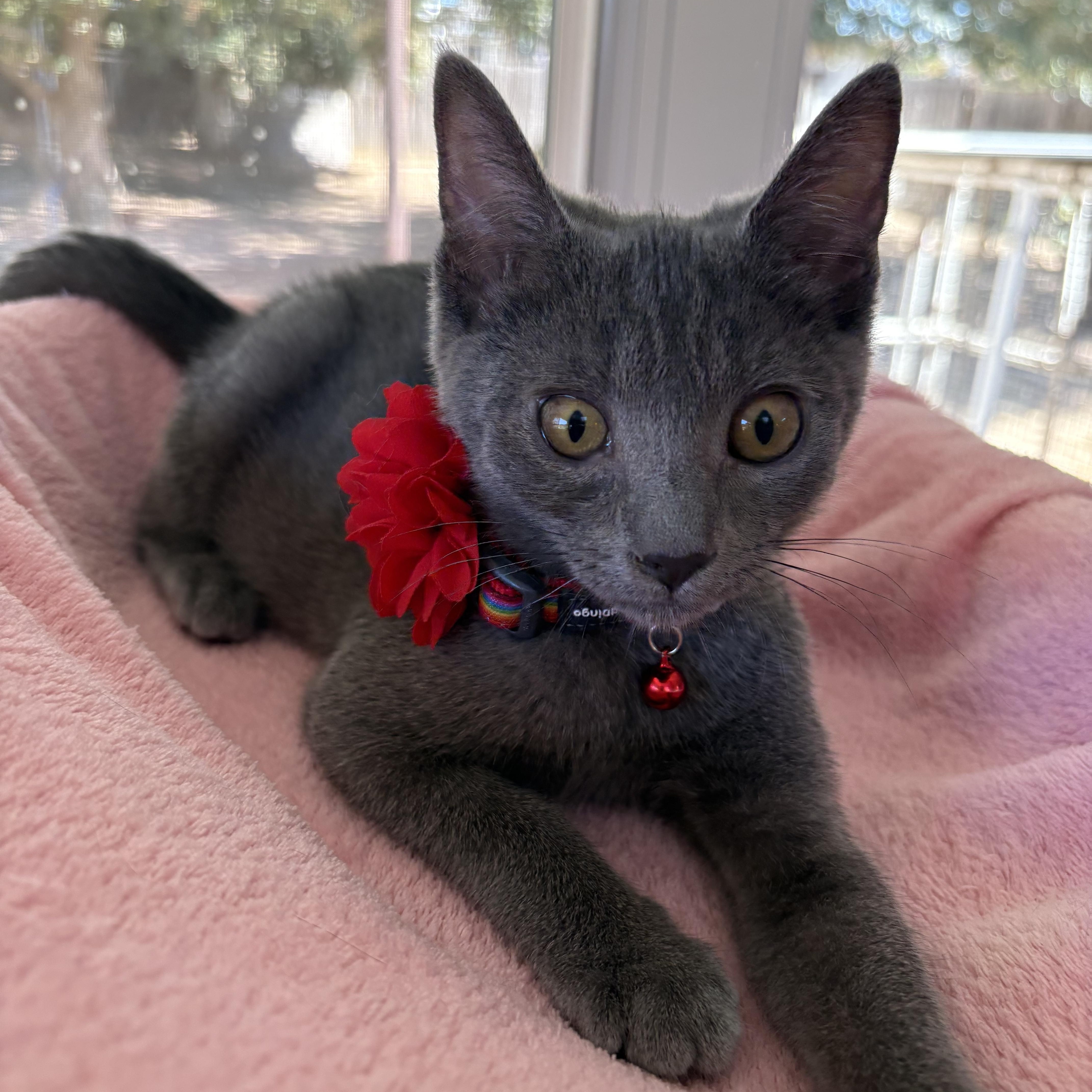 A baby medium-sized female Gray / Blue / Silver Domestic Short Hair cat named Heidi for adoption in Oakley, CA