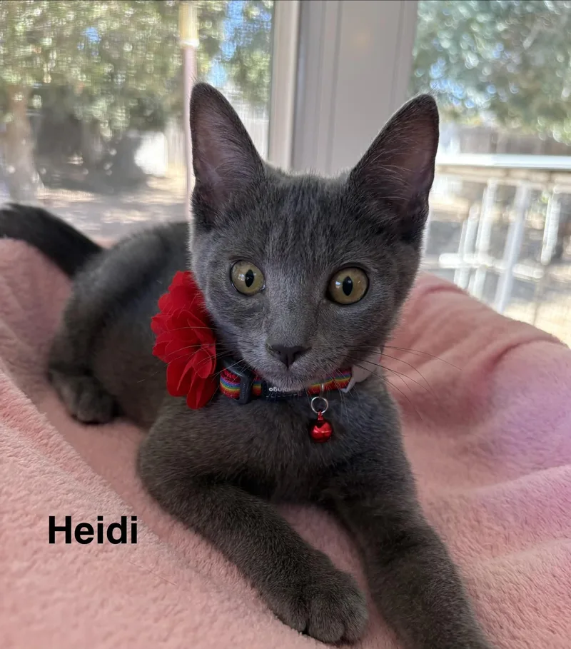 Heidi thumbnail 2
