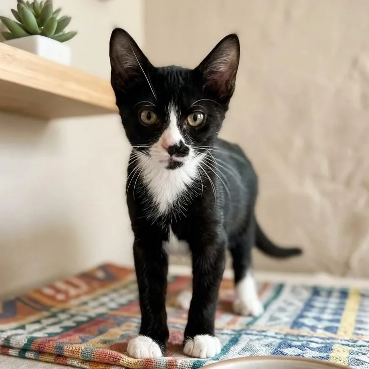 A baby medium-sized male Black Domestic Short Hair cat named Sonny for adoption in Boca Raton, FL