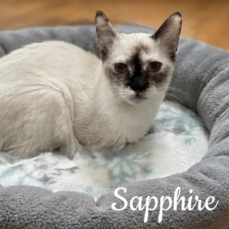 A young small-sized female Cream / Ivory Manx cat named Sapphire for adoption in Washington, PA