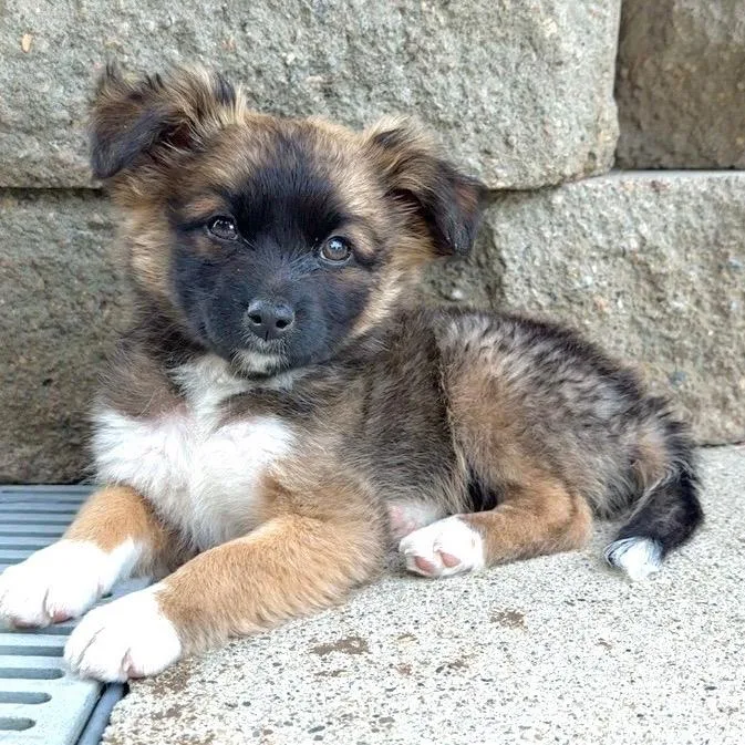A baby small-sized male Brown / Chocolate Mixed Breed dog named Carl for adoption in Bismarck, ND