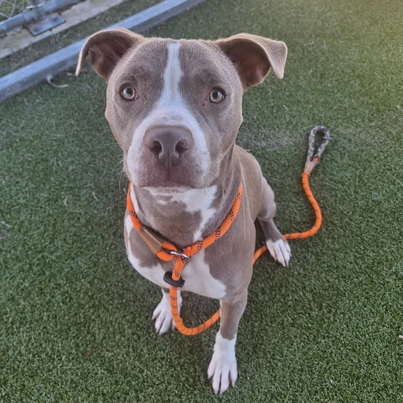 Clarence thumbnail 2