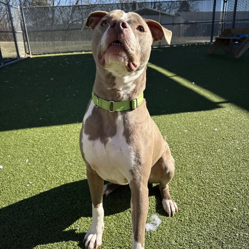 Clarence thumbnail 3