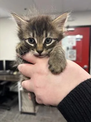 A baby small-sized male Domestic Short Hair cat named Beck for adoption in West Chester, PA