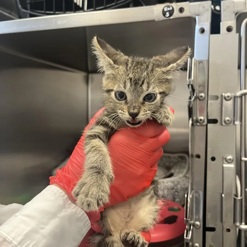 A baby small-sized male Domestic Medium Hair cat named Chimichurri for adoption in Houston, TX