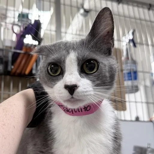 An adult medium-sized female White Domestic Short Hair cat named Taquito for adoption in New York, NY