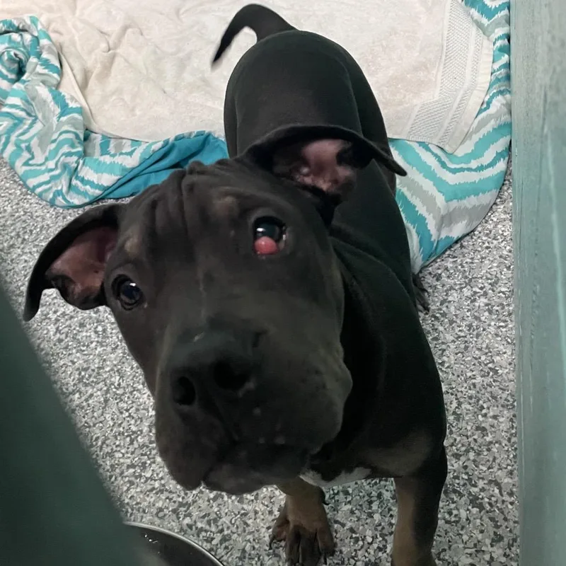 A baby medium-sized male Gray / Blue / Silver Mixed Breed dog named Forest for adoption in Port Charlotte, FL