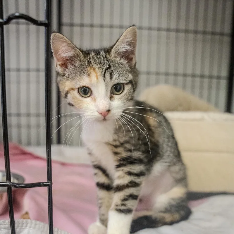 A baby small-sized female Brown / Chocolate Domestic Short Hair cat named Sherbert for adoption in Pawling, NY